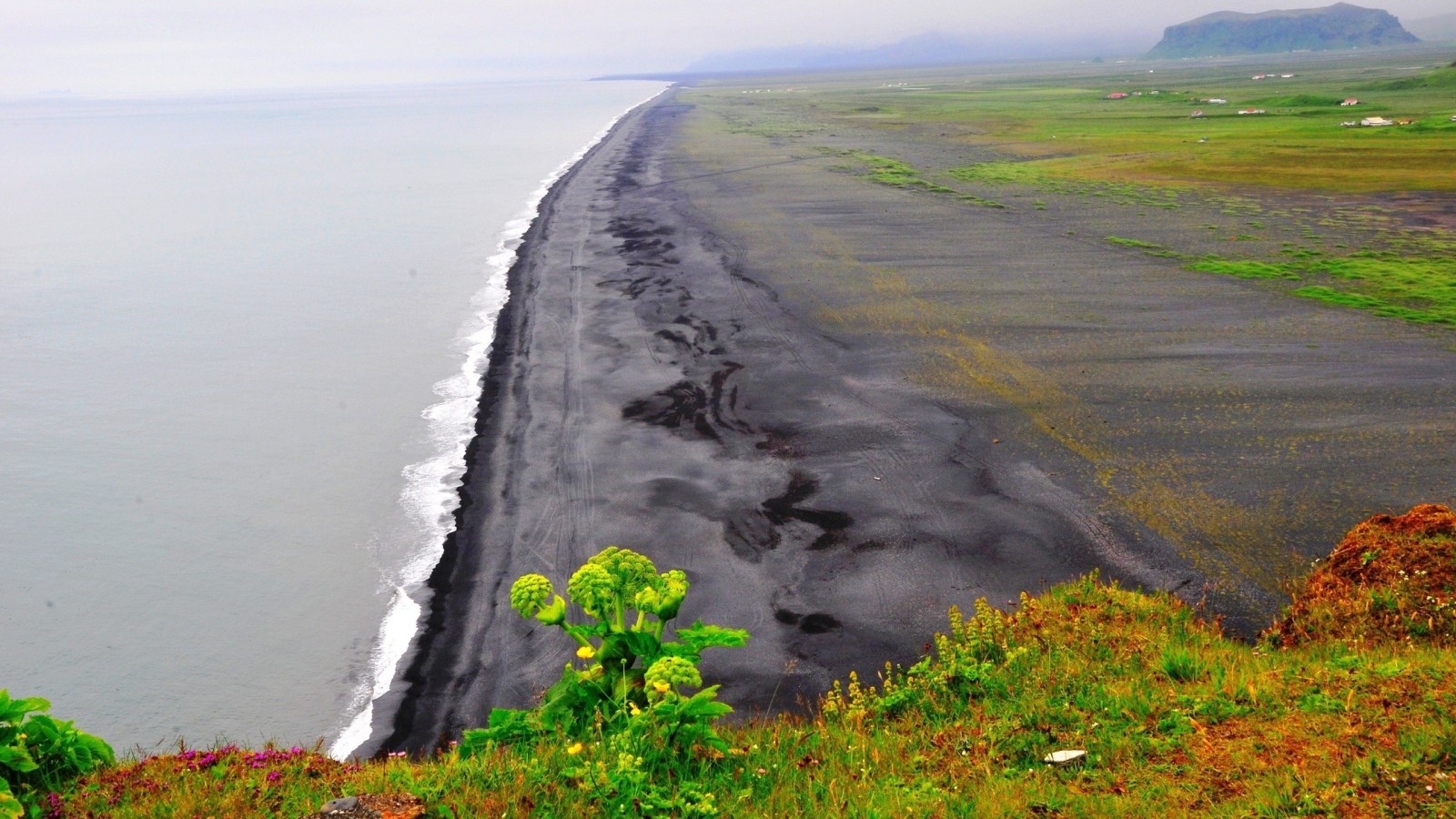 Морской пейзаж с растением