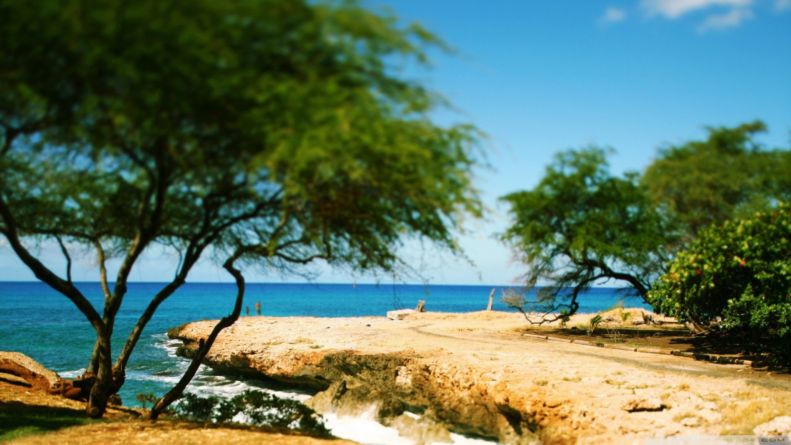 Дерево на берегу моря