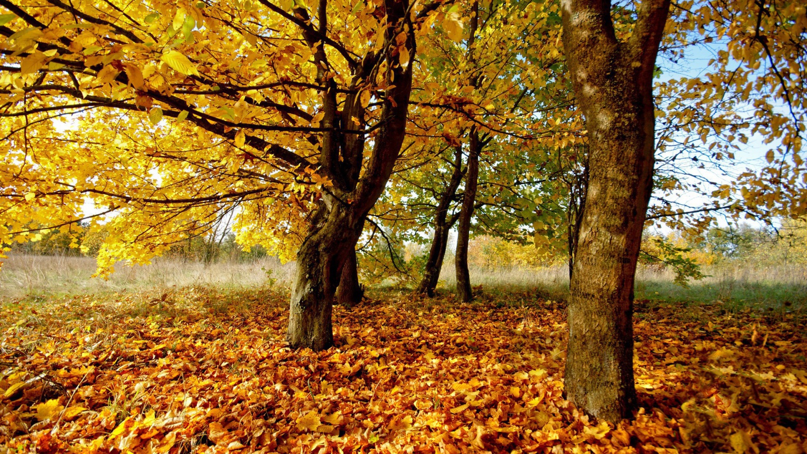 Осенний желтый листопад