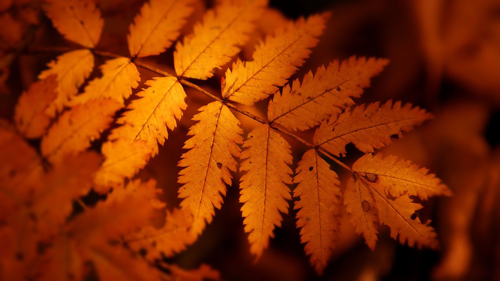 Оранжевые листья осени