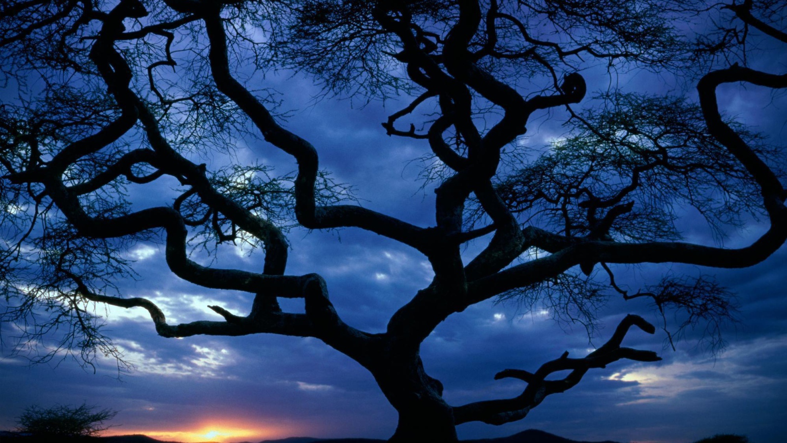 Силуэт дерева на закате
