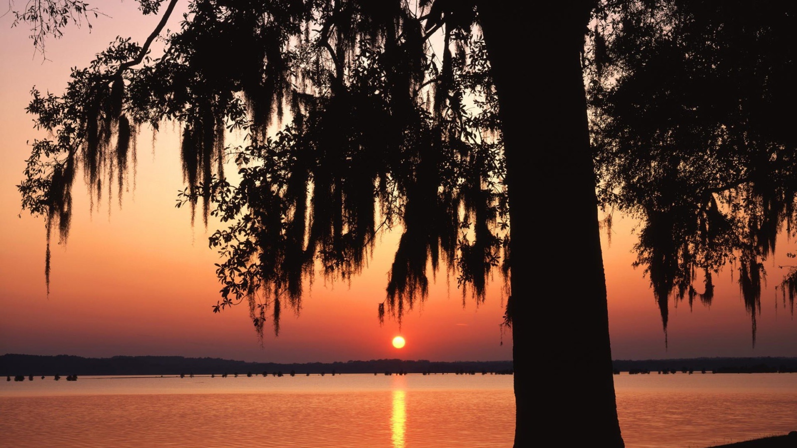 Темное дерево на фоне заката