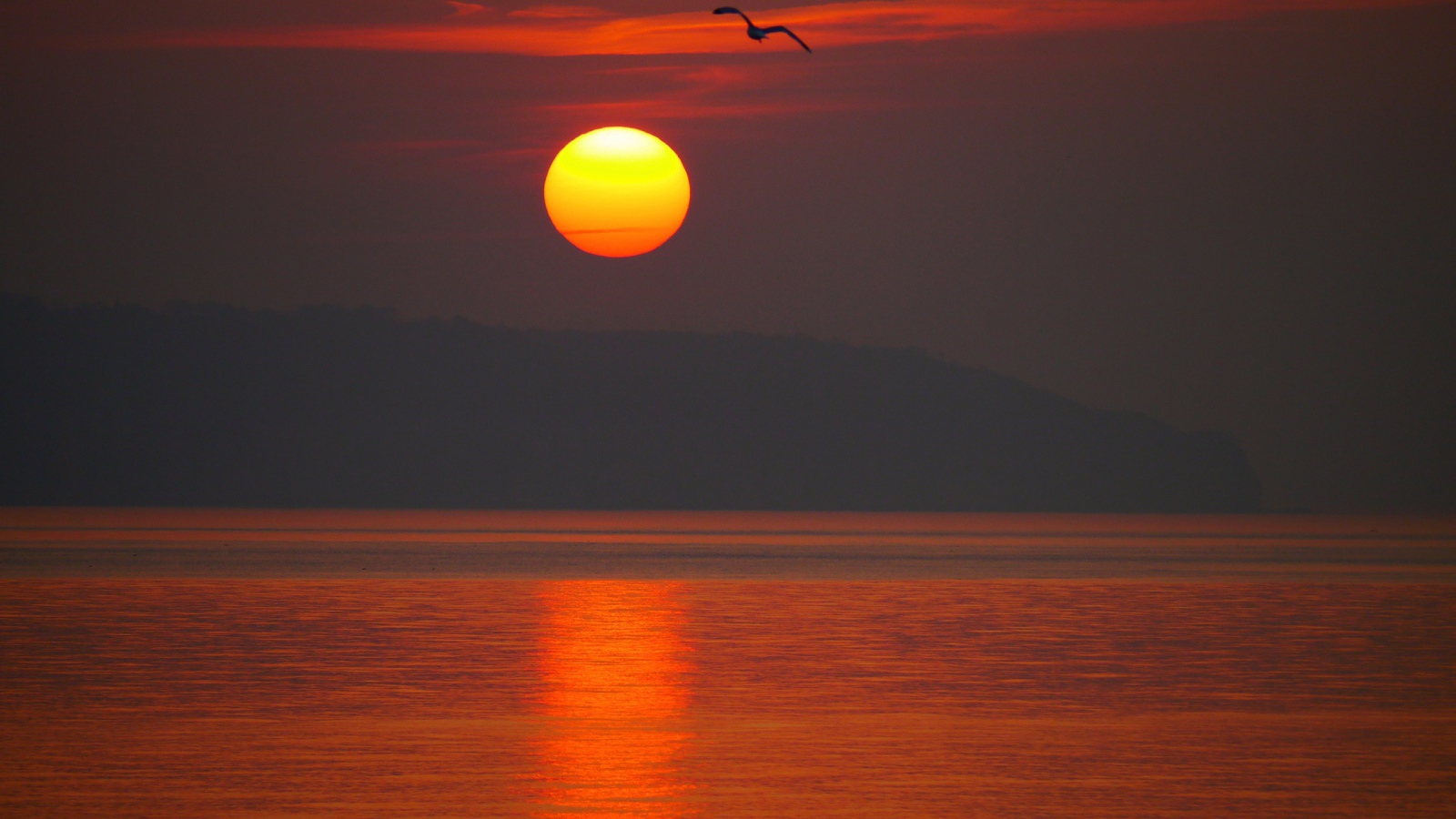 Закат над морем с птицей