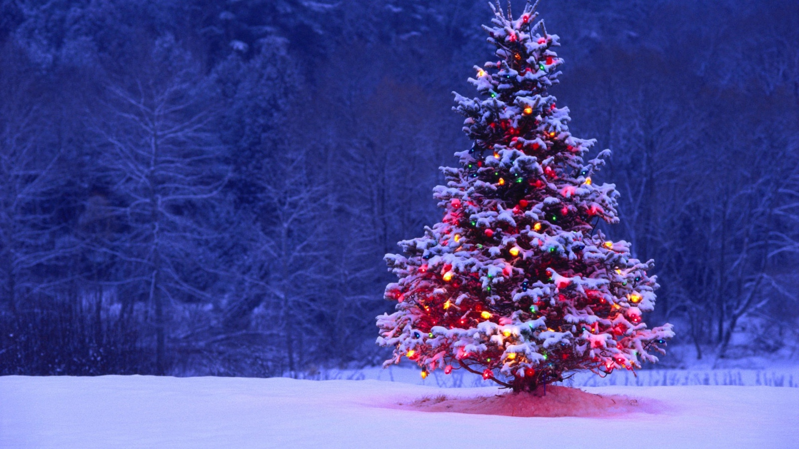 Cây thông Giáng Sinh đơn lẻ trên đồng cỏ tuyệt đẹp đây sẽ là gợi ý tuyệt vời cho bạn nếu bạn đang tìm kiếm một bức hình nền tuyệt đẹp và ấm áp. Tưởng tượng bạn lành lạnh trong không khí se lạnh của đêm Noel và trước mắt là một cây thông cô đơn, ngọn đèn bật sáng vì tình yêu dành cho Giáng Sinh.