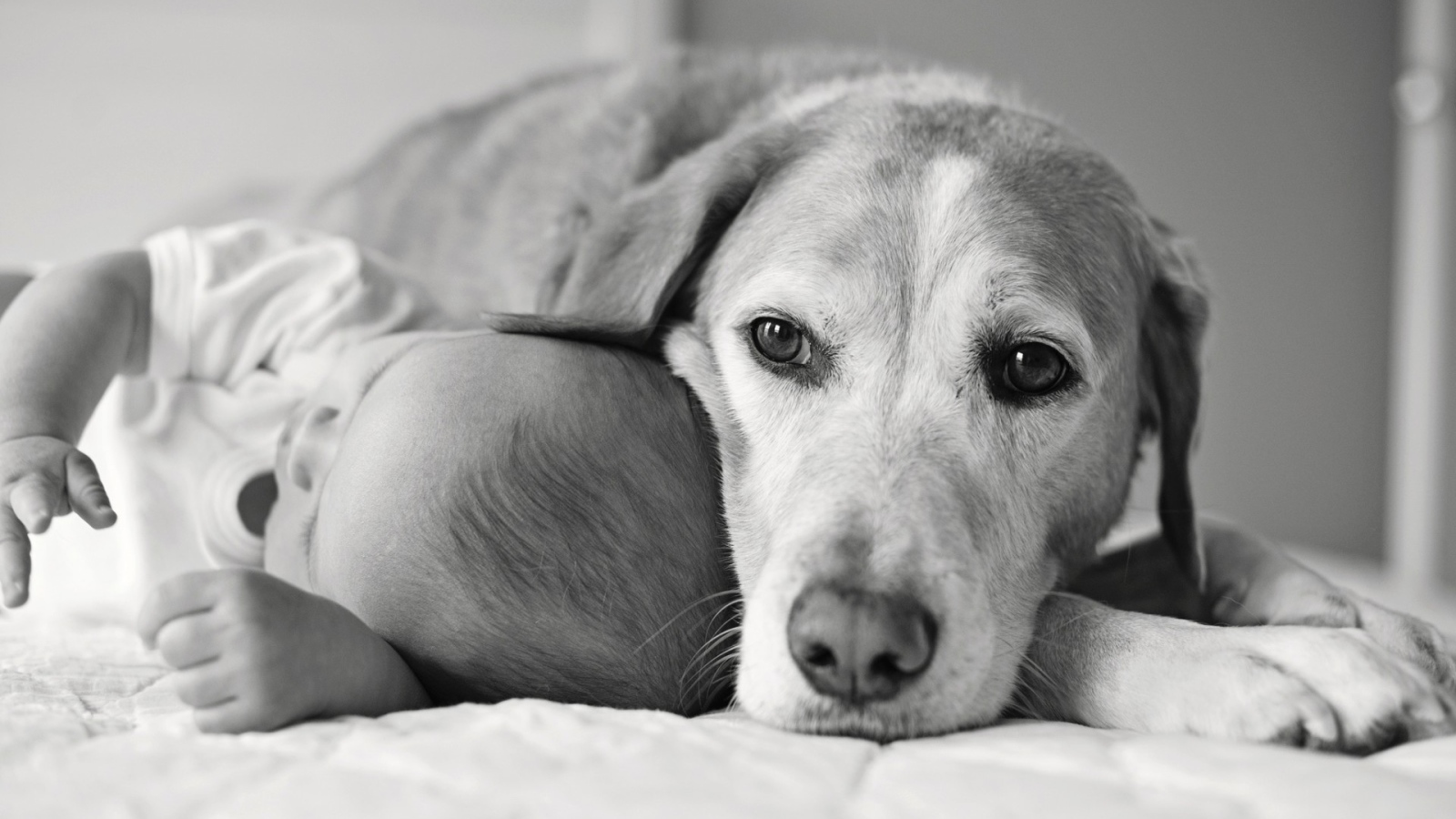 Собака спит с ребенком