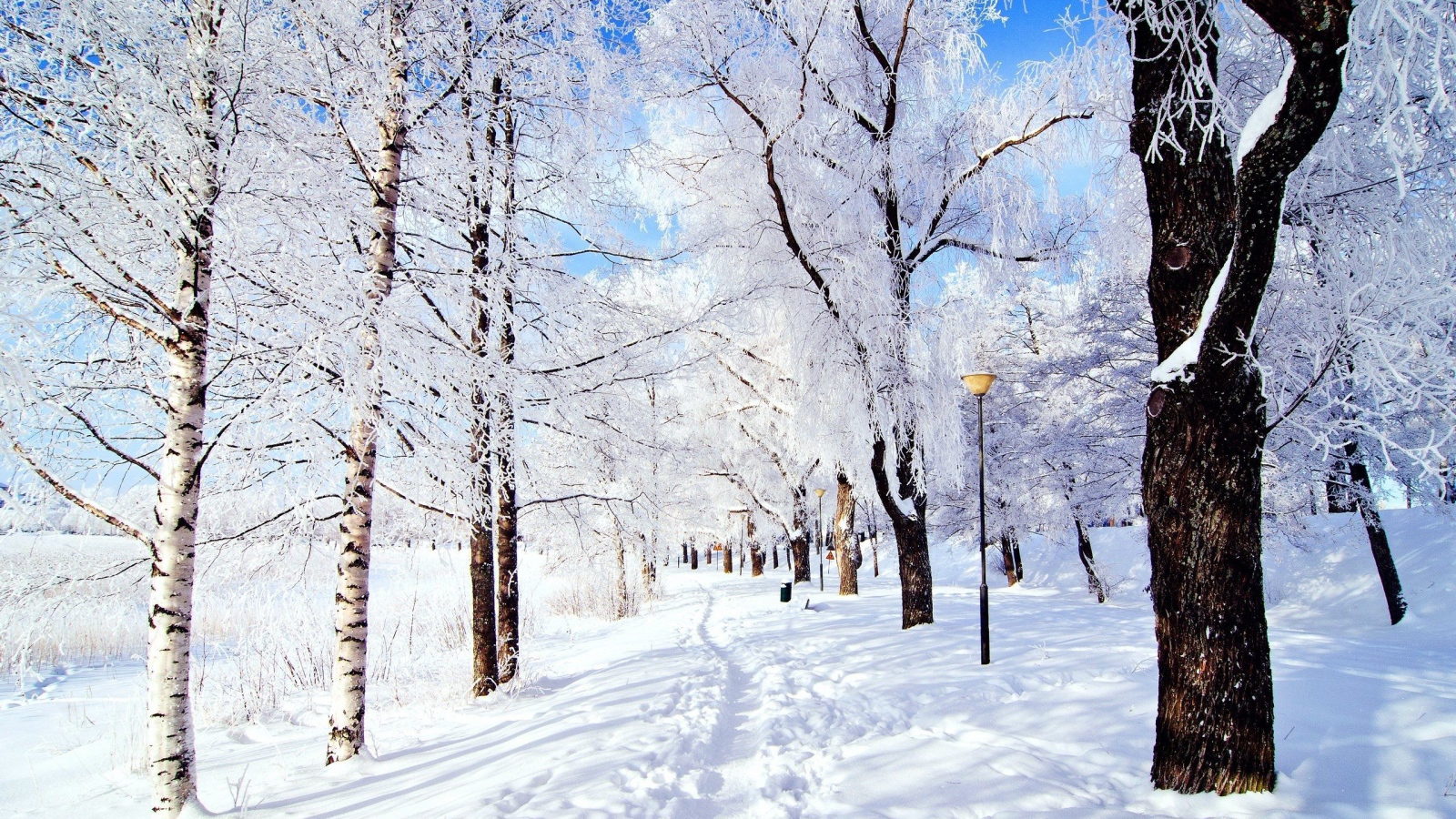 Зимняя дорога в парке