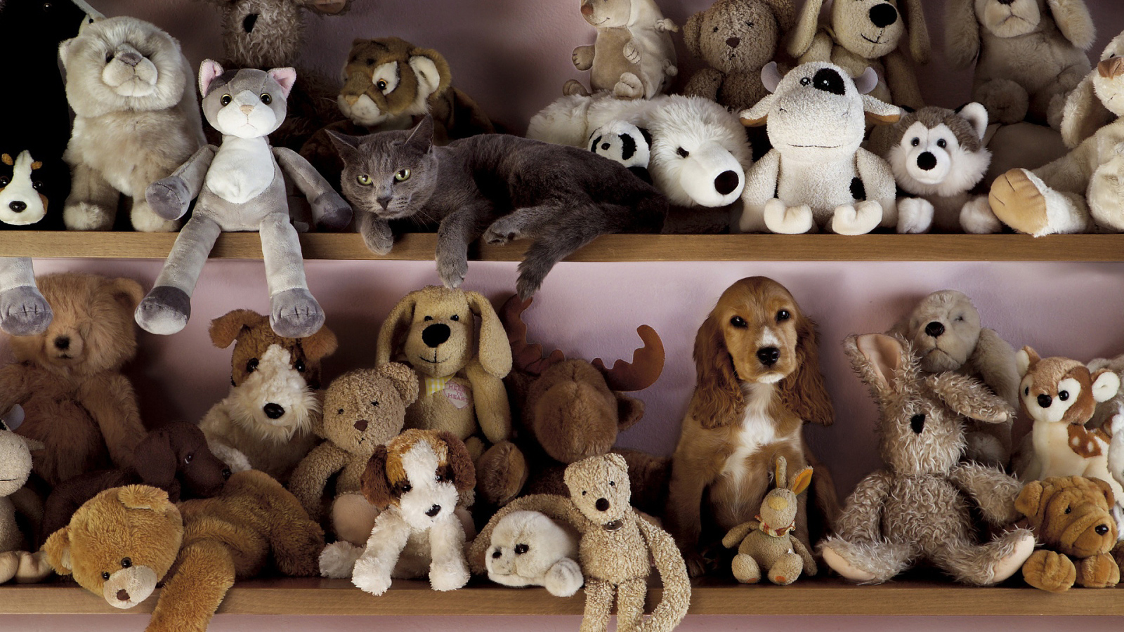 Find the cat among children's toys