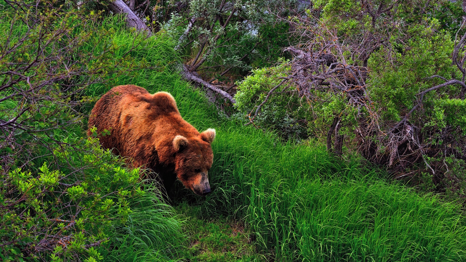 Медведь в лесу