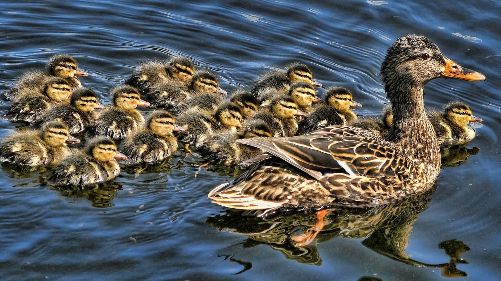 Утка с выводком