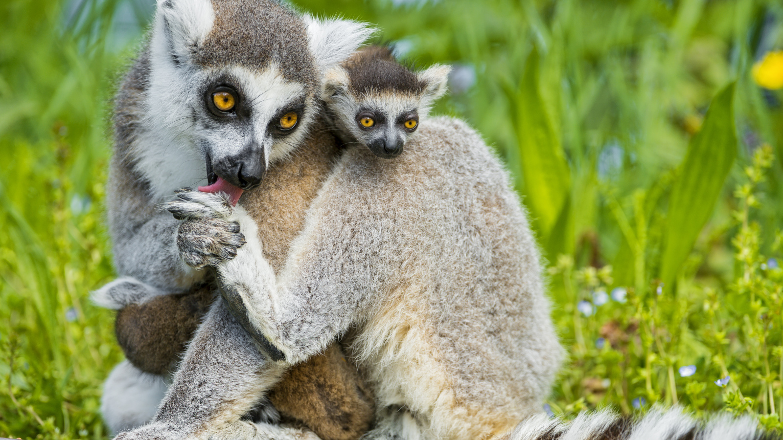 Лемур с детенышем