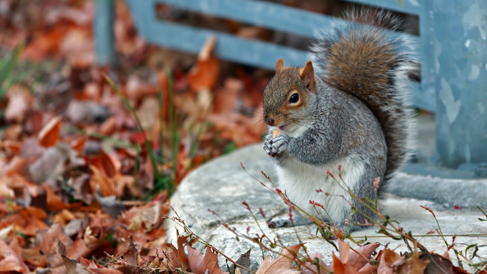 Белочка в осенних листъях