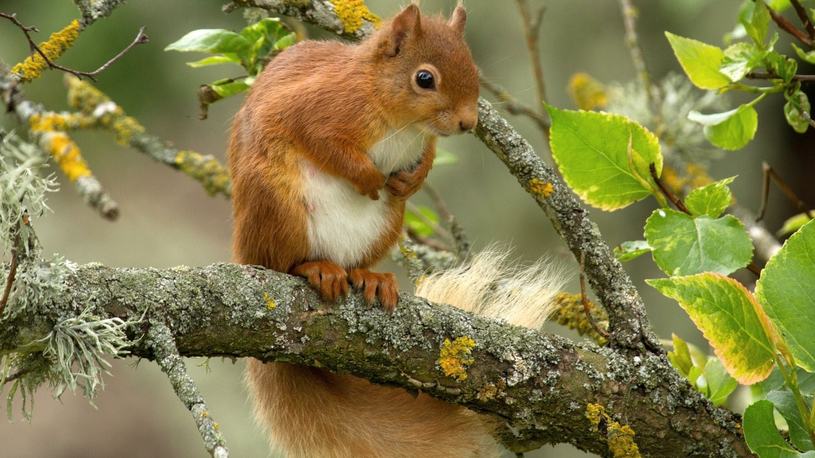 Белка сидит на ветке