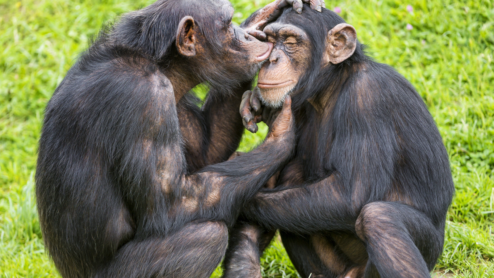 Сладкая парочка шимпанзе