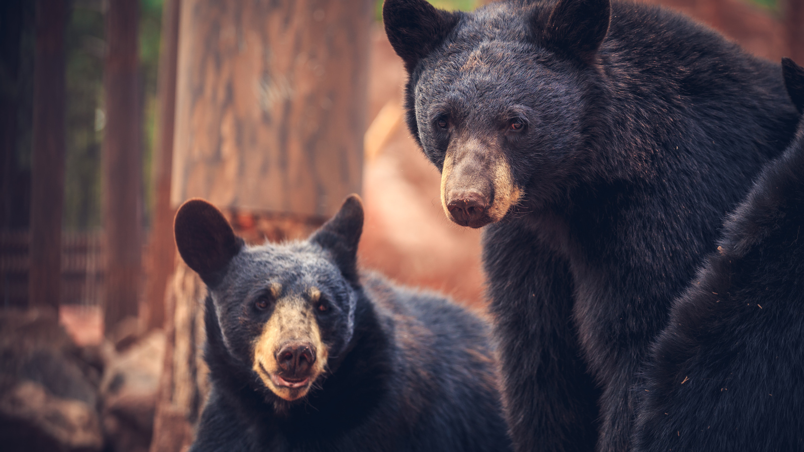 Два медведя среди деревьев