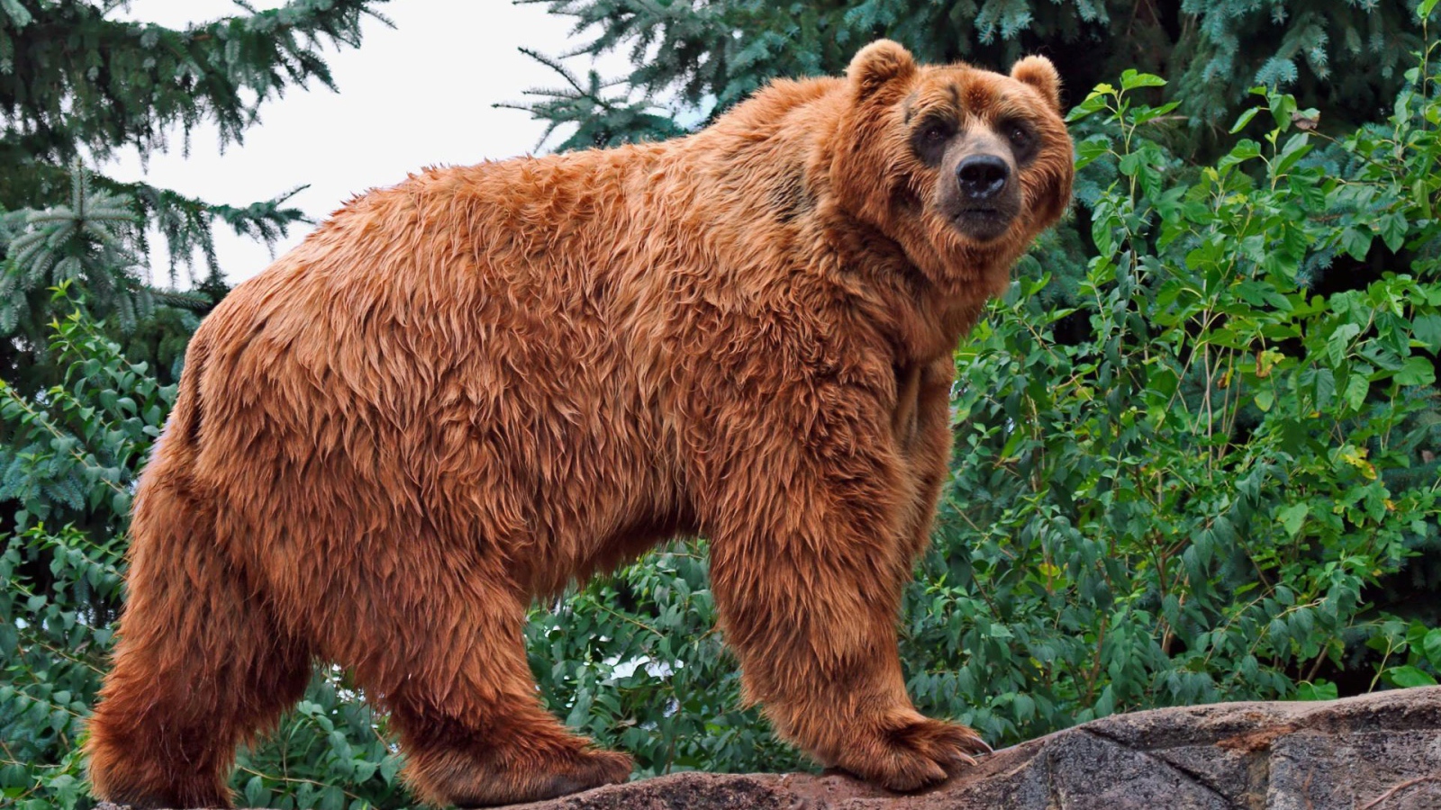 Кадьяк медведь