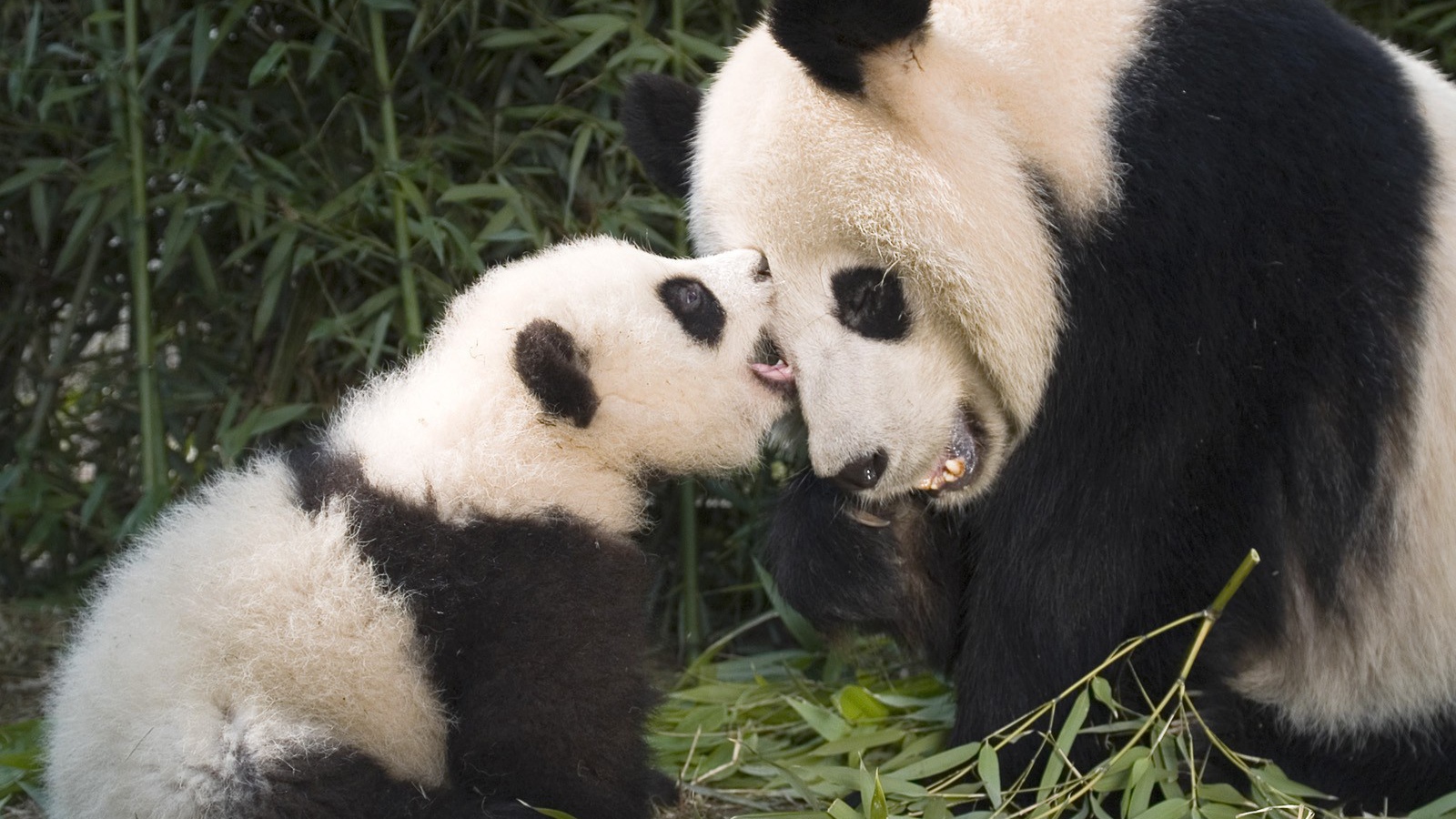 Панда с детенышем