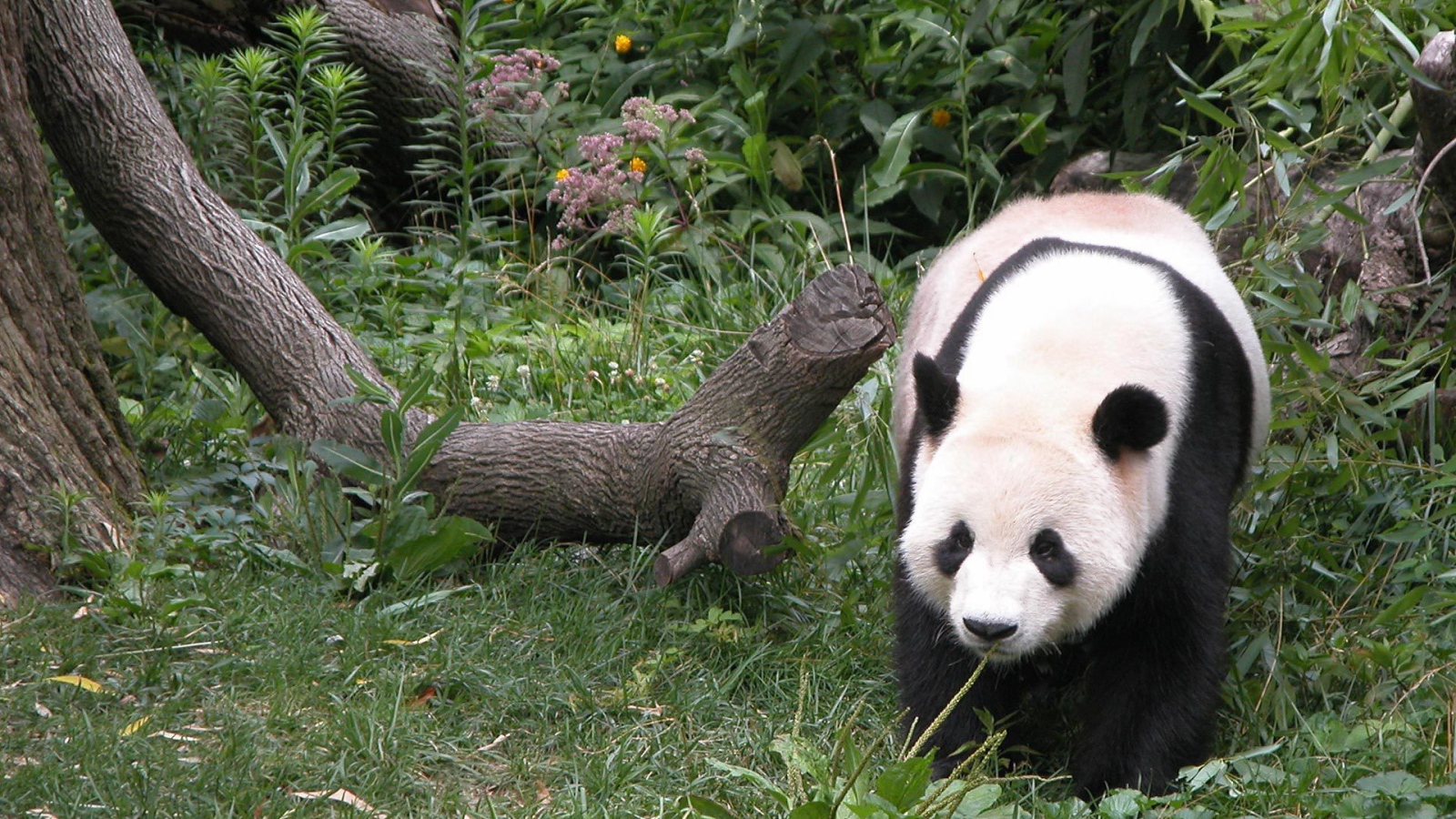 Панда гуляет по лесу