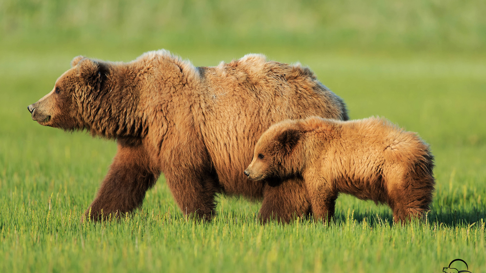 Медведица с медвежонком на зеленой траве