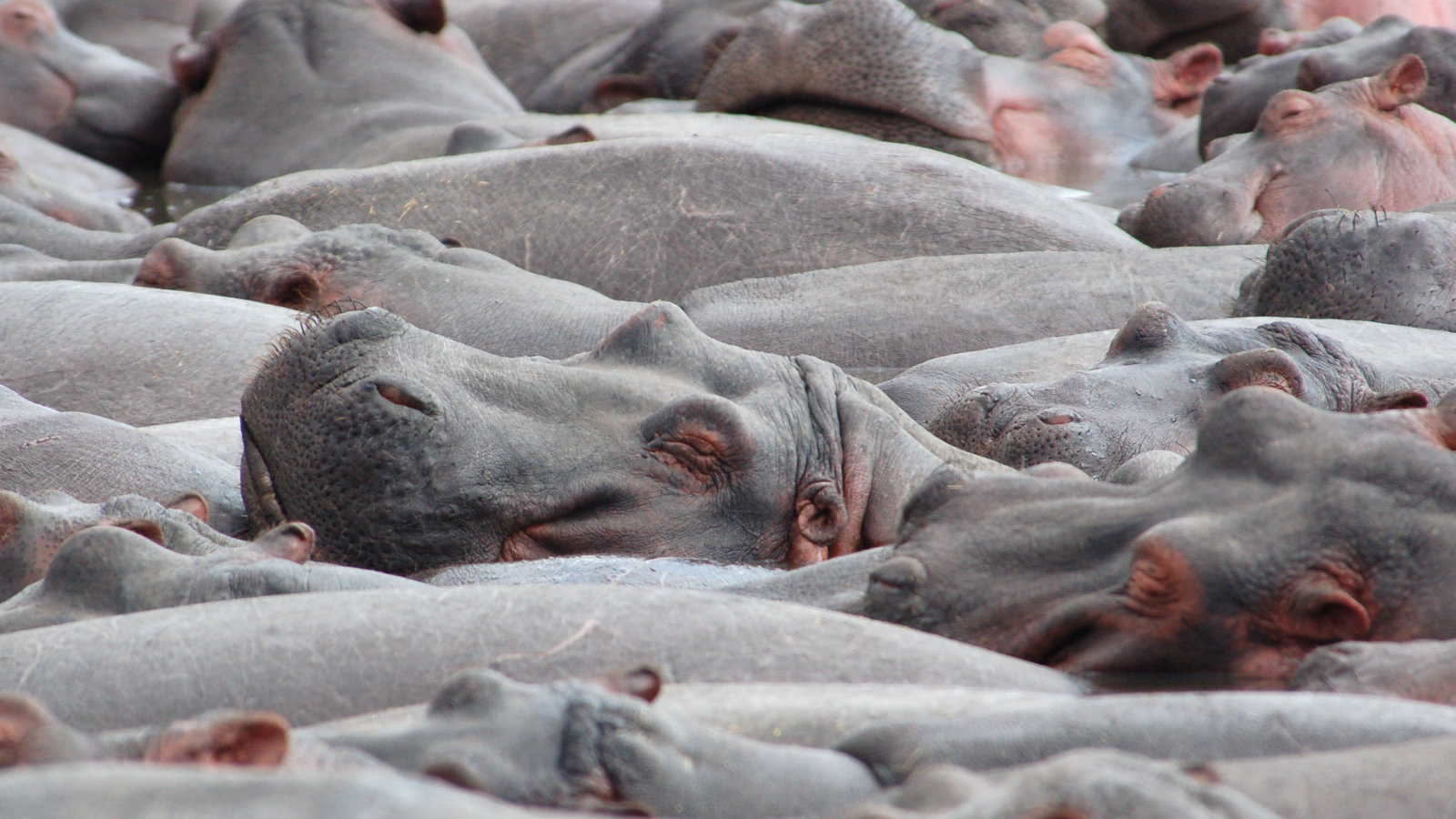 Стадо бегемотов