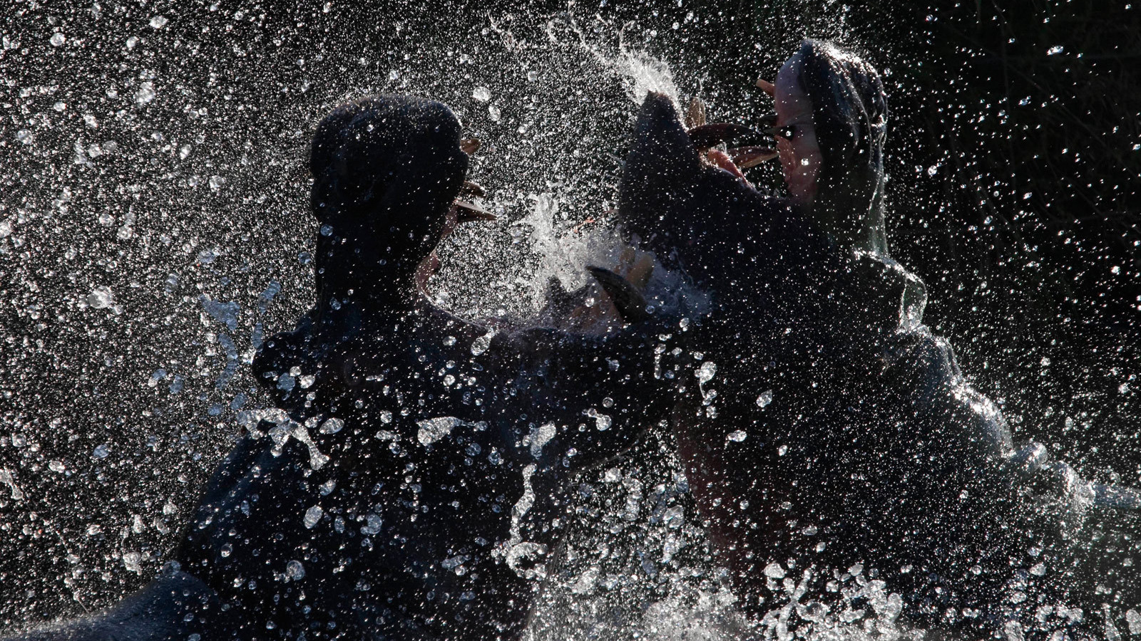 Битва бегемотов