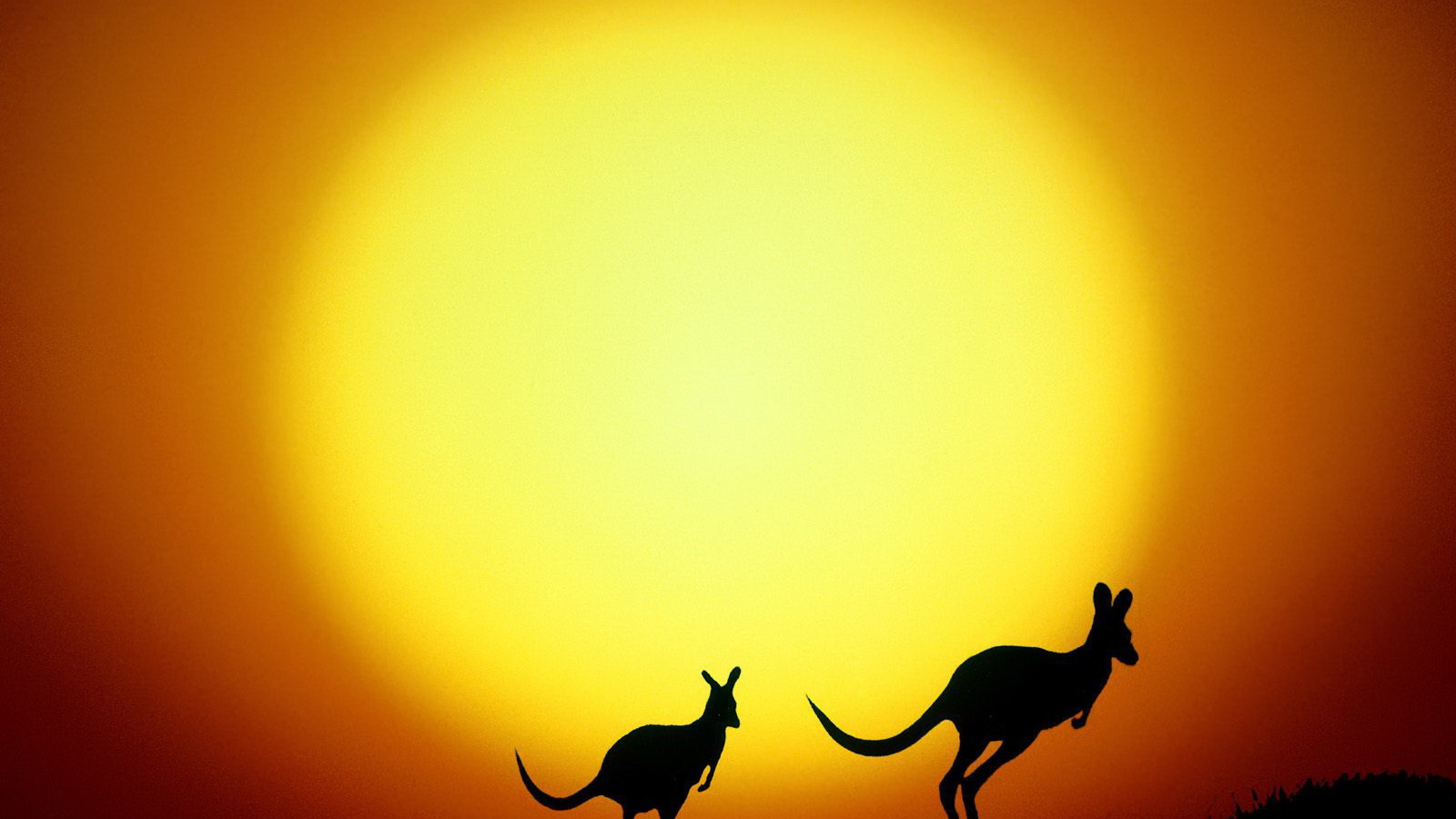 	   Kangaroos against the sun