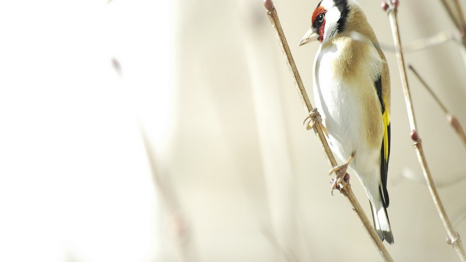 Птица на веточке