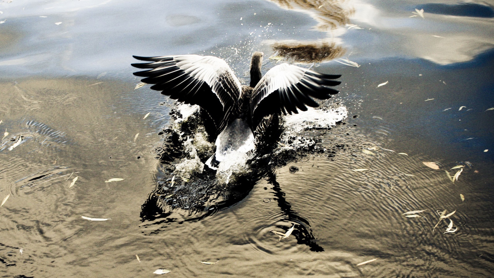 Птица взлетает с воды