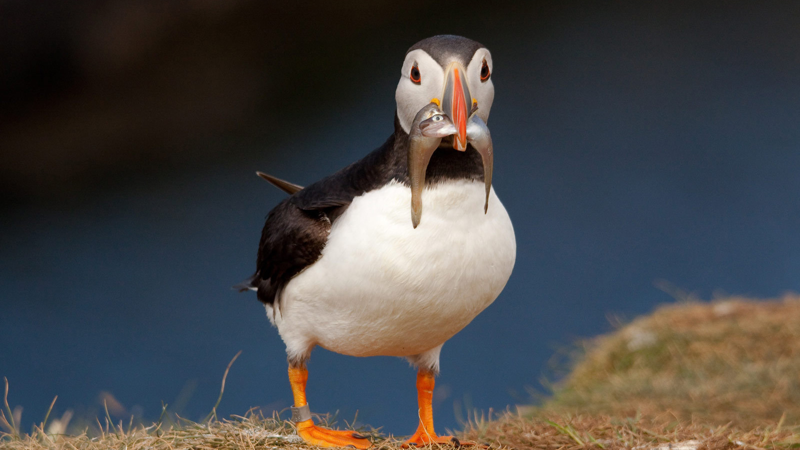 Птица с рыбой в клюве