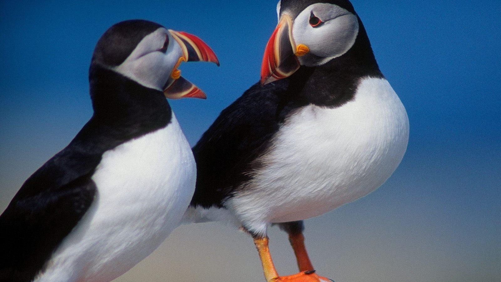 Красивые птички