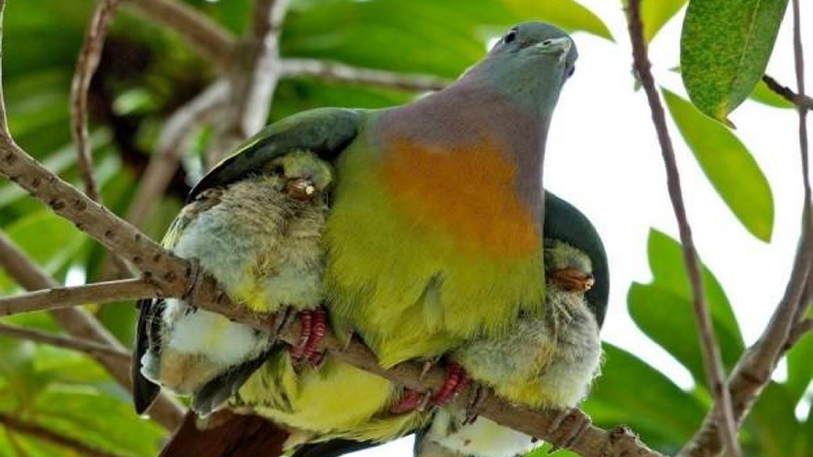 Птица прикрыла птенцов