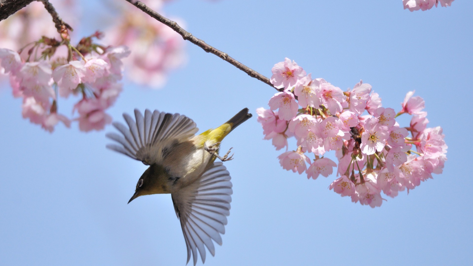 Птица у цветов