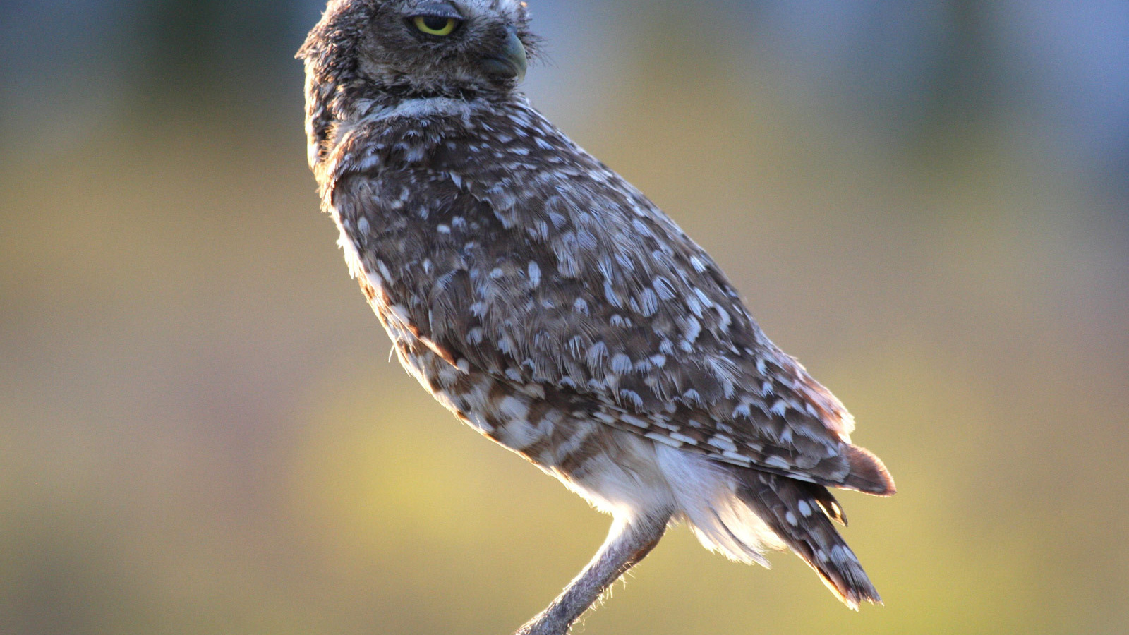 Хищная птица