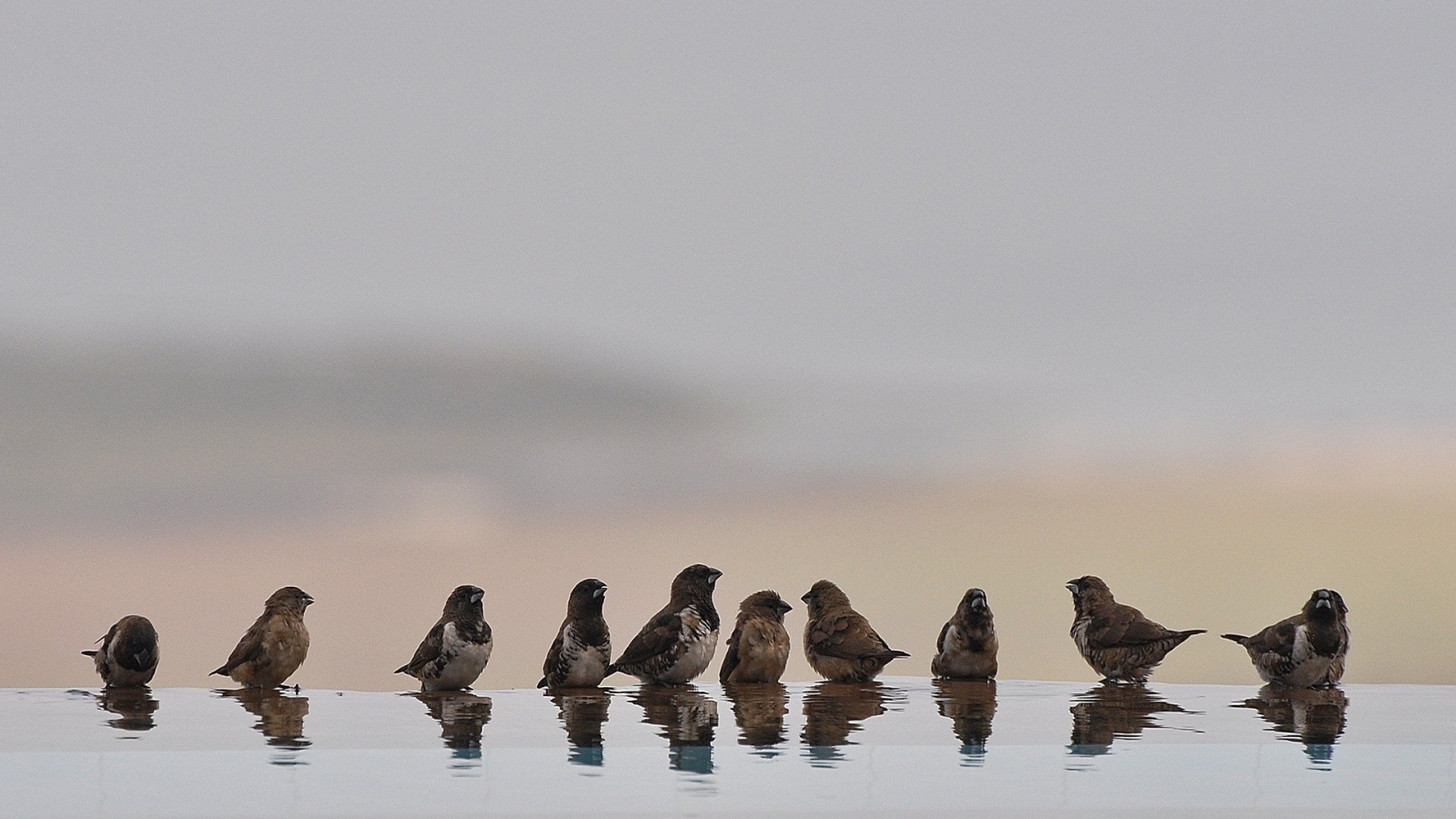 Птицы купаются