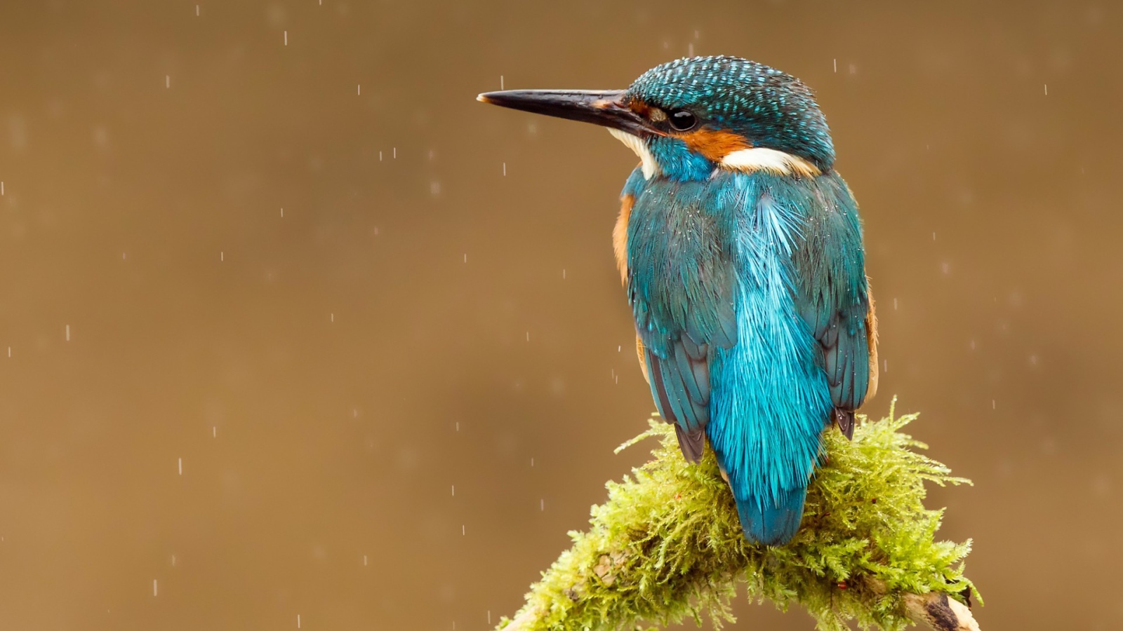 Голубая птичка