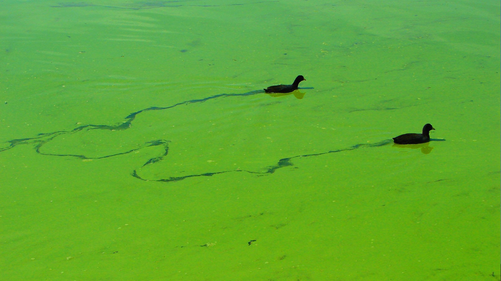 Утки плывут по зеленой тине