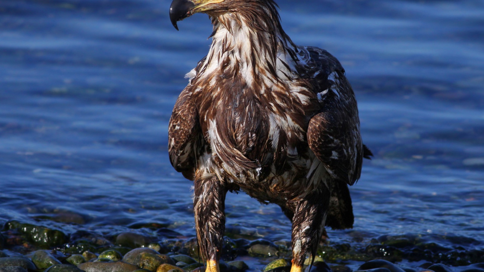 Eagle on the sea shore