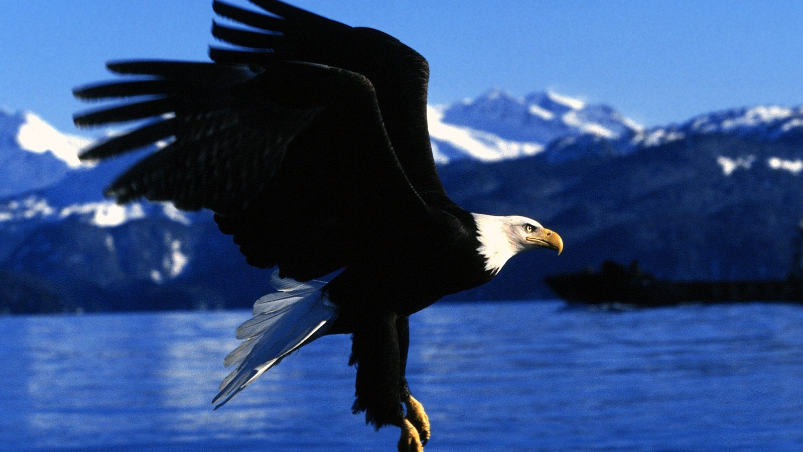 Полет орла на Аляске