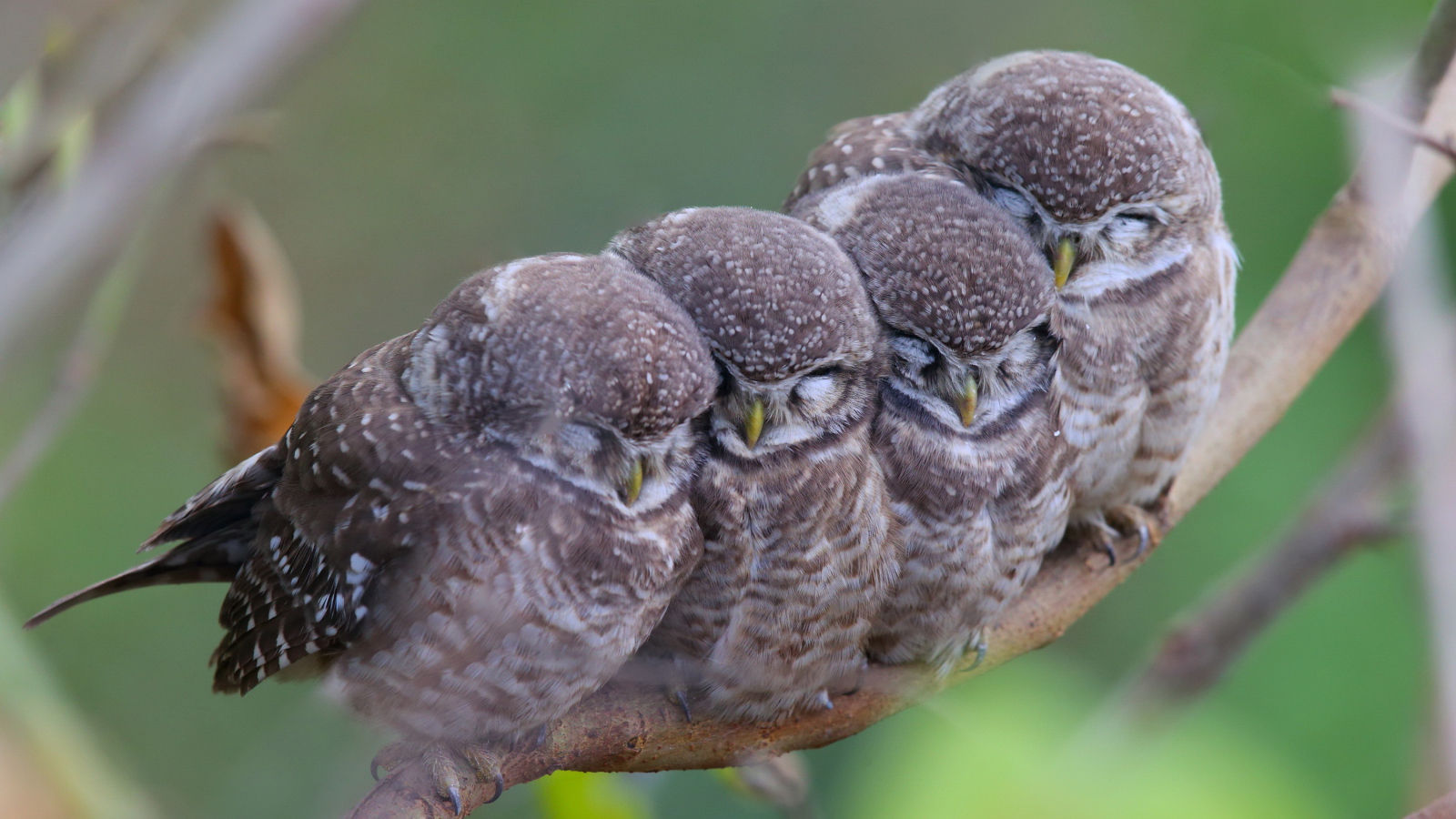 Семья сов на ветке