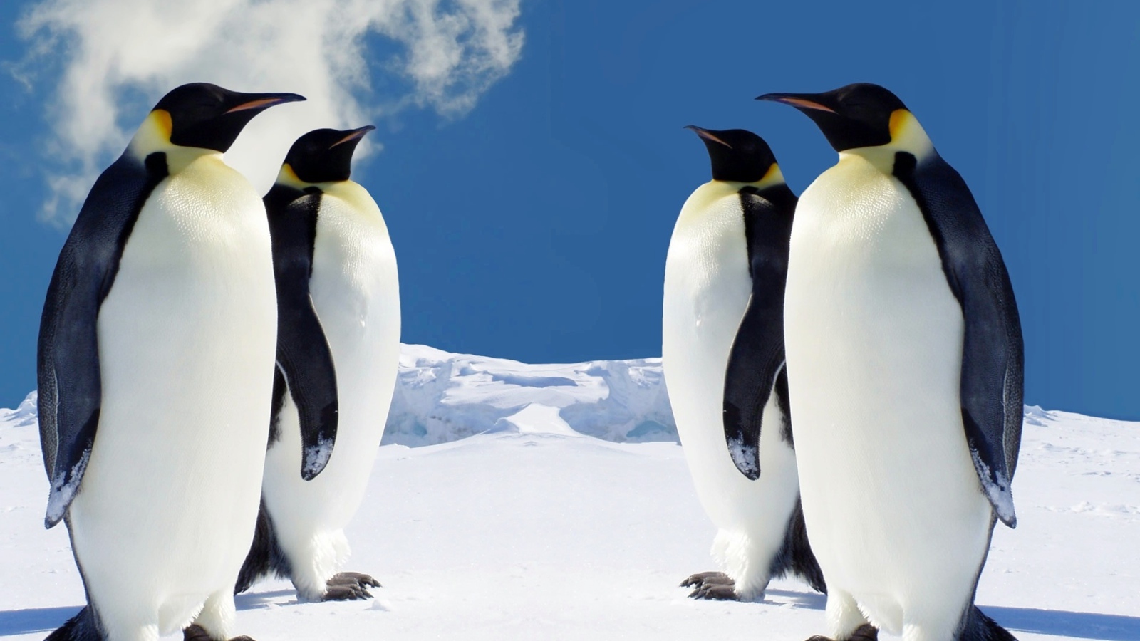 Пингвины