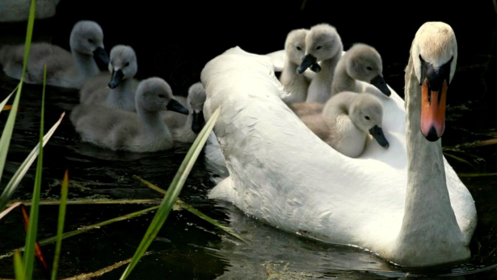 Мама лебедь с детьми
