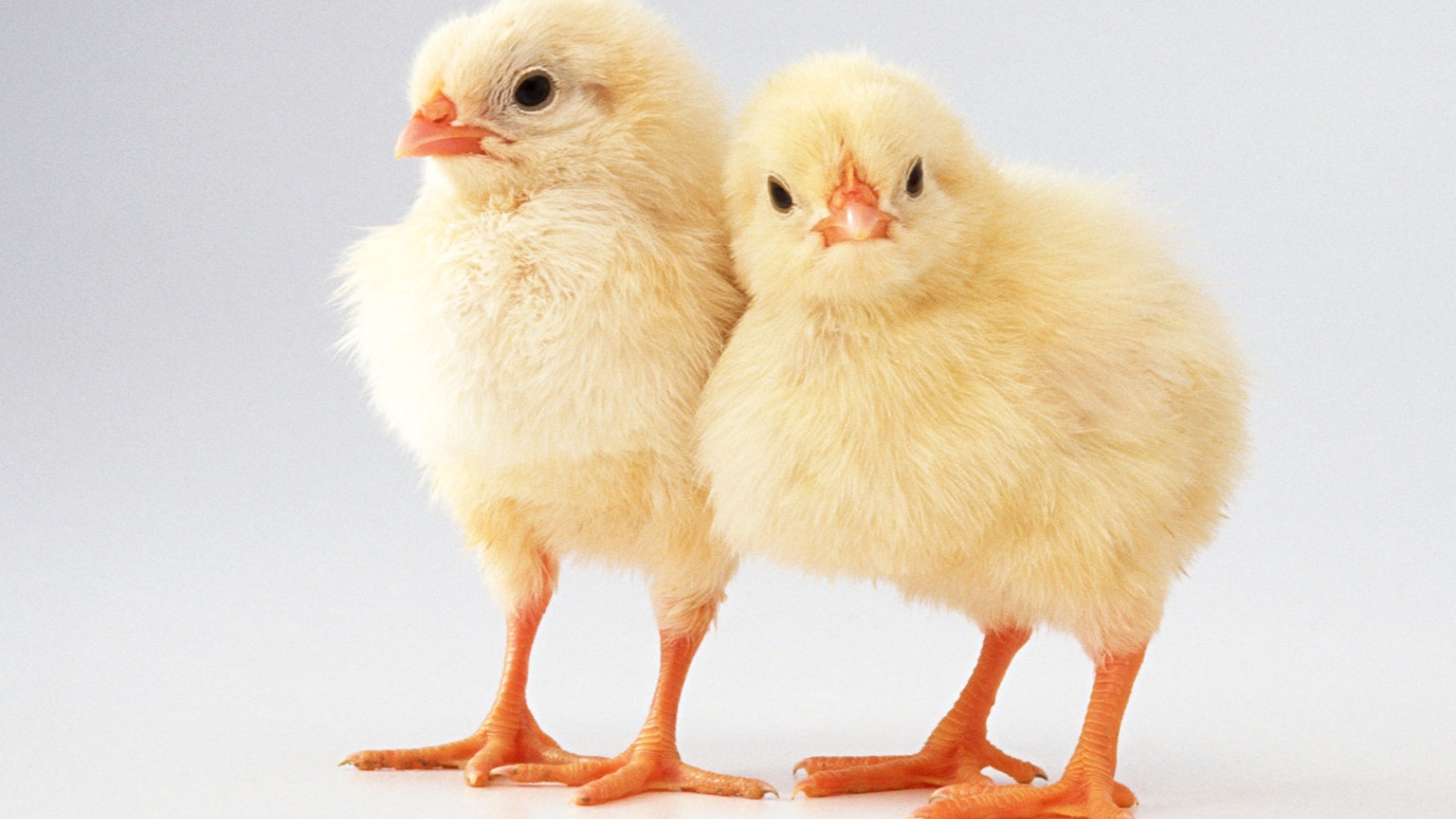 Два цыпленка