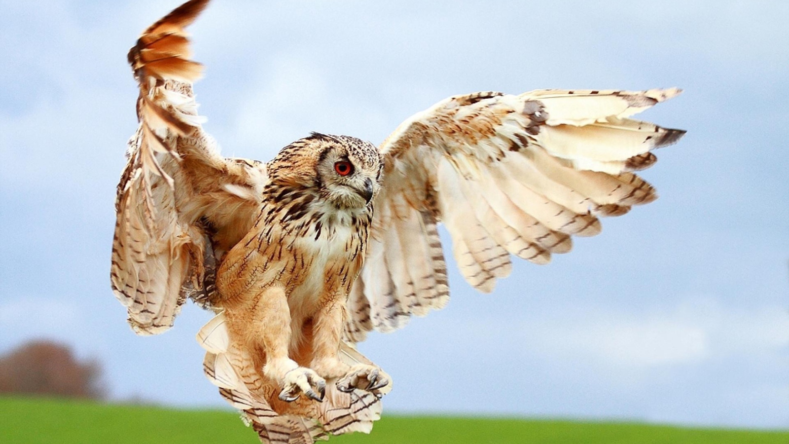Сова в полете за добычей