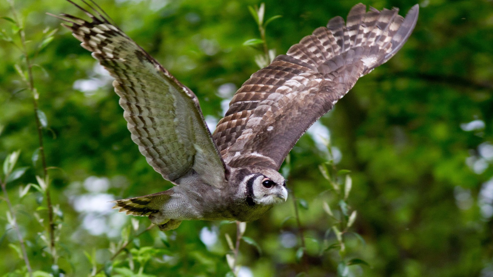 Сова на фоне зелени