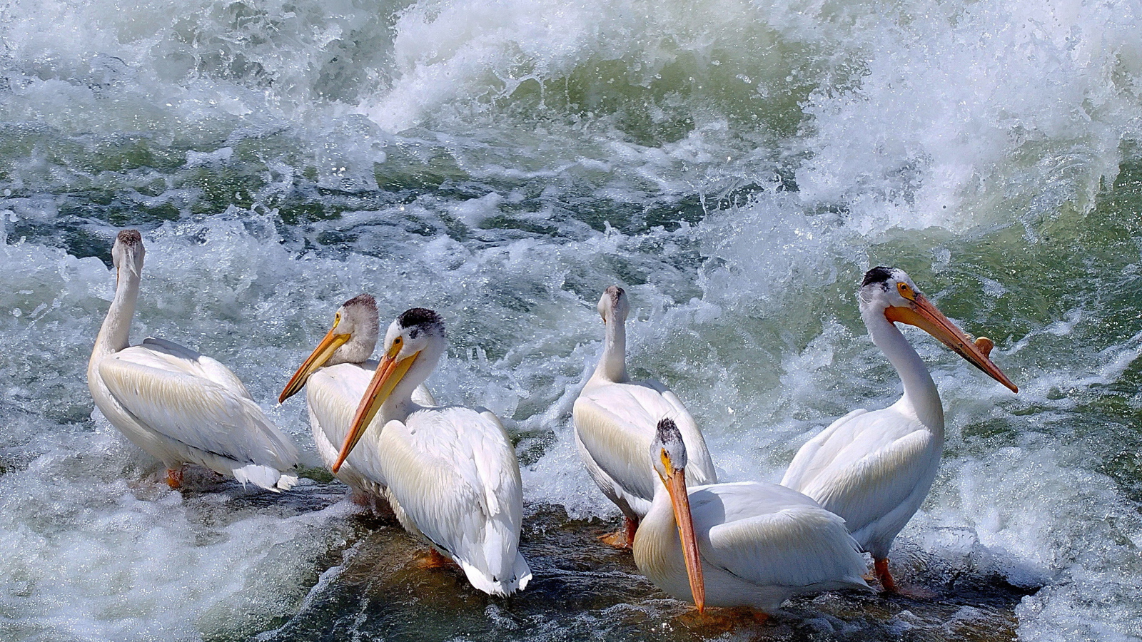 Пеликаны среди волн