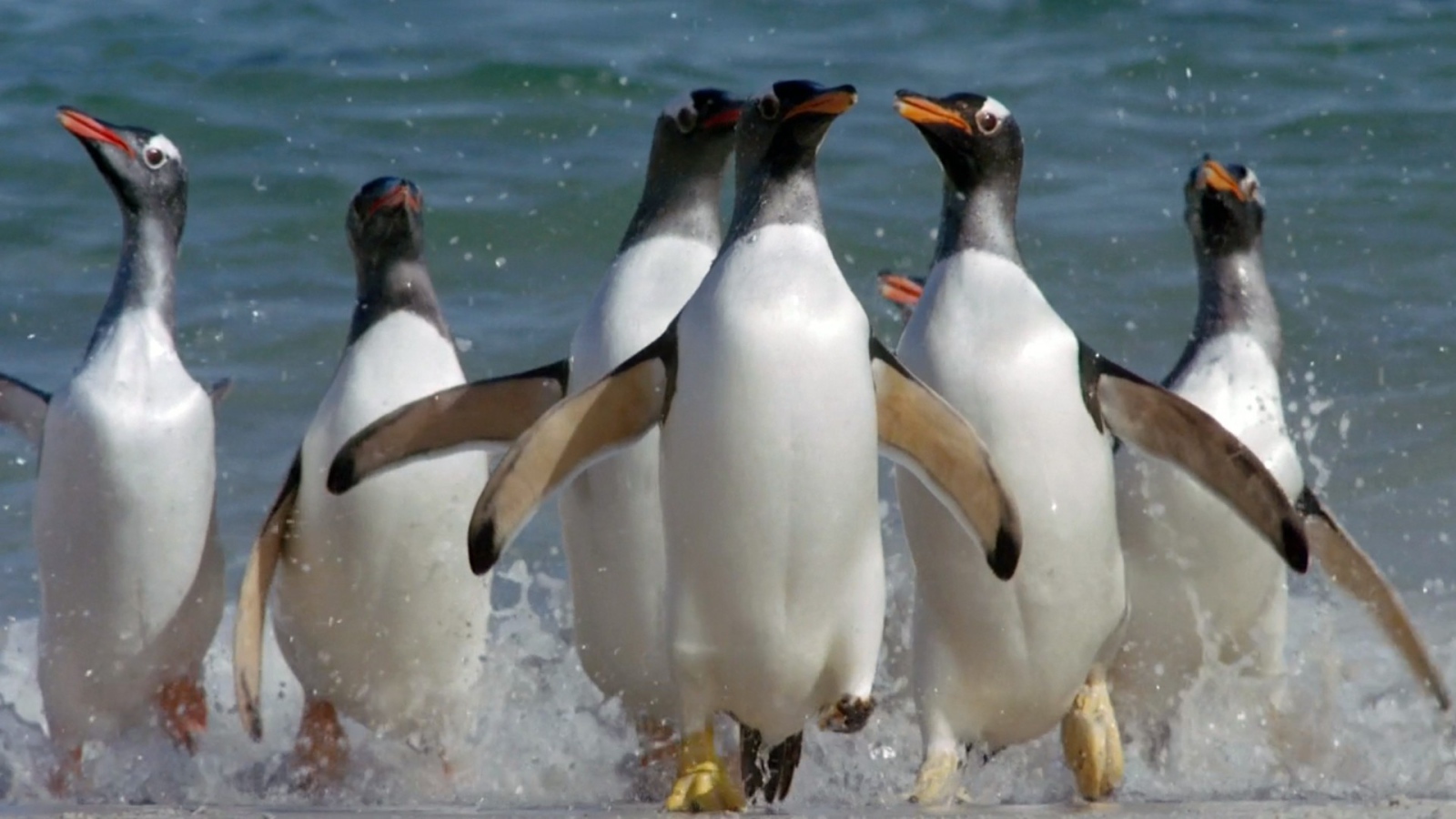 Пингвины выскакивают из воды