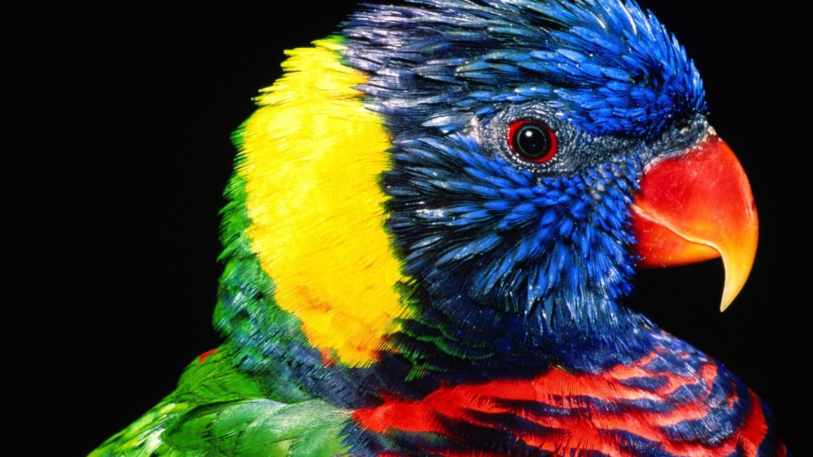 Rainbow lorikeet bird