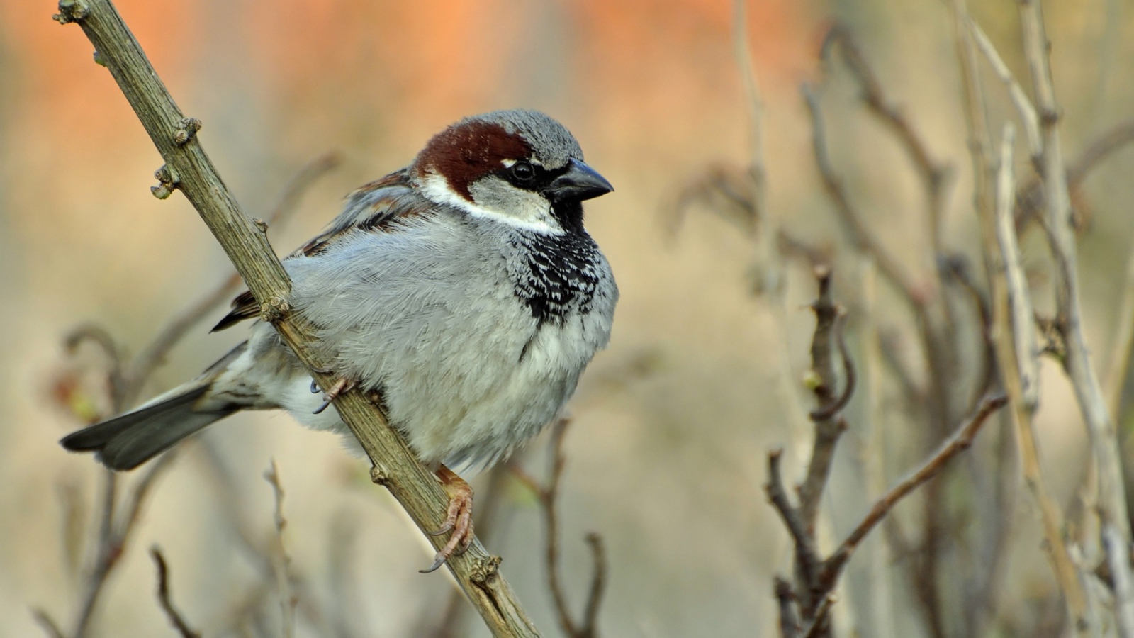 Воробей на ветке
