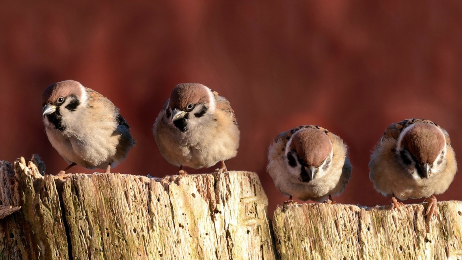 Воробьи сидят на заборе