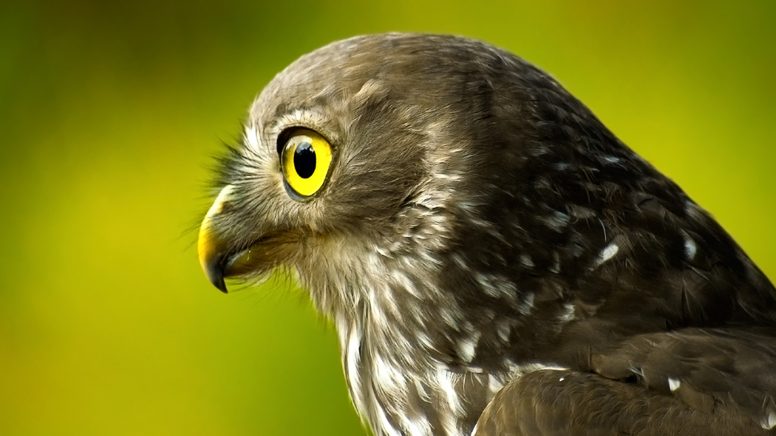 Голова сокола