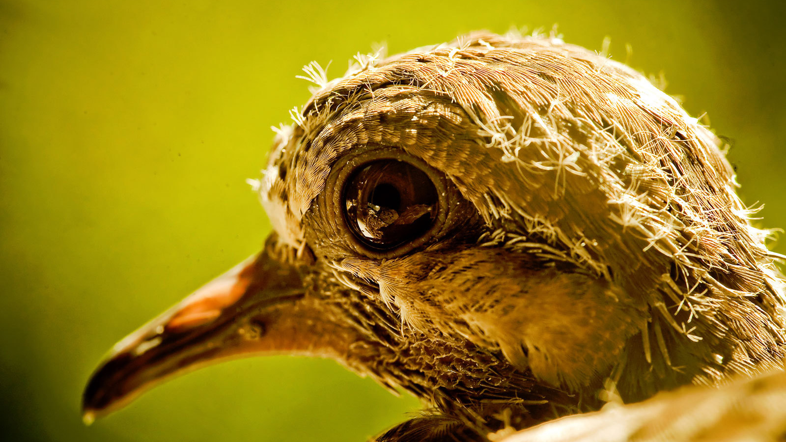 Голова новорожденного птенца